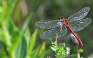 Download dragonfly backgrounds for desktop HD