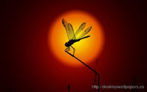 Download dragonfly backgrounds for desktop HD