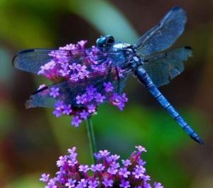 Top dragonfly backgrounds for desktop 4k Download