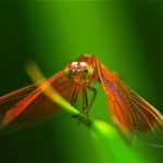 Top dragonfly backgrounds for desktop Download