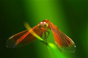 Top dragonfly backgrounds for desktop Download