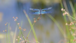 Top dragonfly backgrounds for desktop HD Download