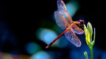 Download dragonfly backgrounds for desktop HD