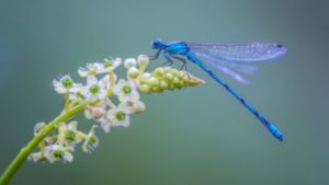 Download dragonfly backgrounds for desktop HD