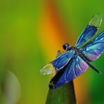 Top dragonfly backgrounds for desktop free Download