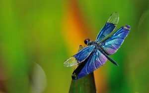 Top dragonfly backgrounds for desktop free Download