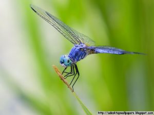 Top dragonfly backgrounds for desktop 4k Download