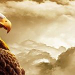 Top eagle background 4k Download