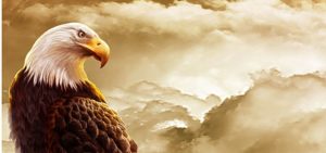 Top eagle background 4k Download