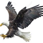 Top eagle background Download