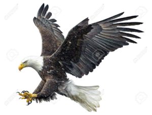 Top eagle background Download