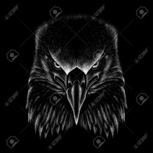 Top eagle background HD Download