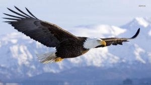 Download eagle background HD