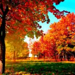 Top fall trees desktop wallpaper 4k Download