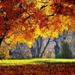 Download fall trees desktop wallpaper HD