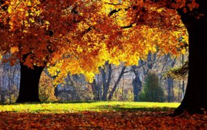 Download fall trees desktop wallpaper HD