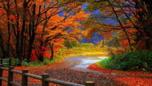 Top fall trees desktop wallpaper 4k Download