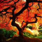 Top fall trees desktop wallpaper HD Download