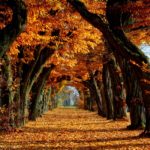 Download fall trees desktop wallpaper HD
