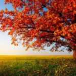 Top fall trees desktop wallpaper Download