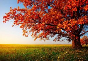 Top fall trees desktop wallpaper Download