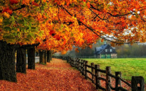 Top fall trees desktop wallpaper HD Download