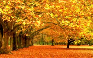 Download fall trees desktop wallpaper HD