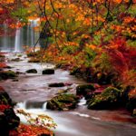 Top fall trees desktop wallpaper free Download