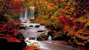 Top fall trees desktop wallpaper free Download