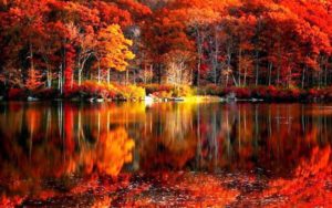 Top fall trees desktop wallpaper 4k Download