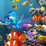 Top fish wale wallpaper HD Download