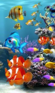 Top fish wale wallpaper HD Download