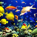 Top fish wale wallpaper Download