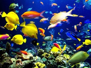 Top fish wale wallpaper Download