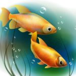 Download fish wale wallpaper HD