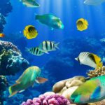 Top fish wale wallpaper free Download