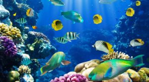 Top fish wale wallpaper free Download