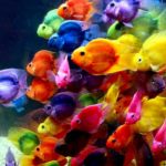 Top fish wallpaper desktop free download 4k Download