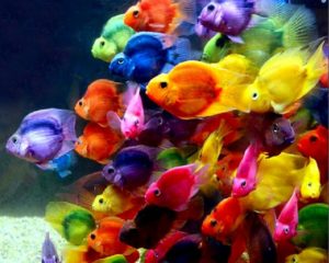 Top fish wallpaper desktop free download 4k Download