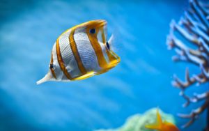 Top fish wallpaper desktop free download HD Download