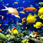 Download fish wallpaper desktop free download HD