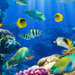 Top fish wallpaper desktop free download free Download