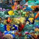 Download fish wallpaper desktop free download HD