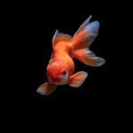 Top fish wallpaper desktop free download 4k Download