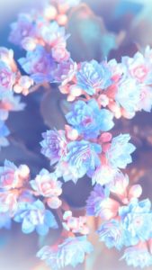 Top flower wallpaper 4k Download