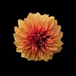 Download flower wallpaper HD