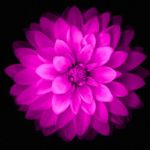 Top flower wallpaper 4k free Download