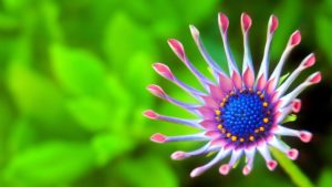 Top flower wallpaper 4k 4k Download