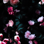 Top flower wallpaper 4k Download