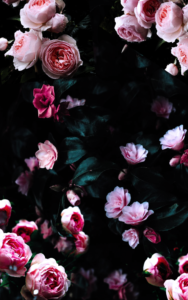 Top flower wallpaper 4k Download